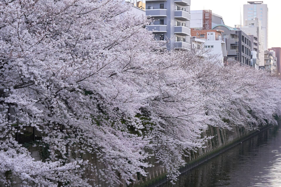 Sakura of Meguro River 2021